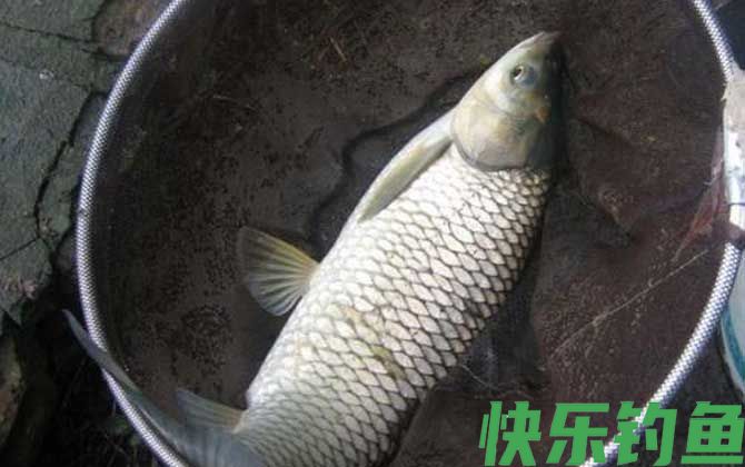 野钓草鱼商品饵料配方大全(图5)
