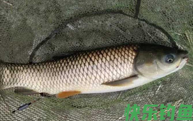 大蒜钓草鱼效果怎么样？(图2)
