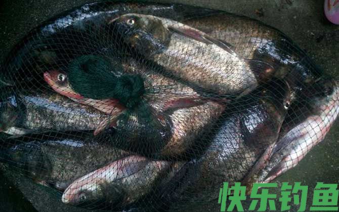 钓花鲢用什么饵料最好？(图2)