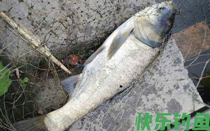 钓花鲢用什么饵料最好？(图1)