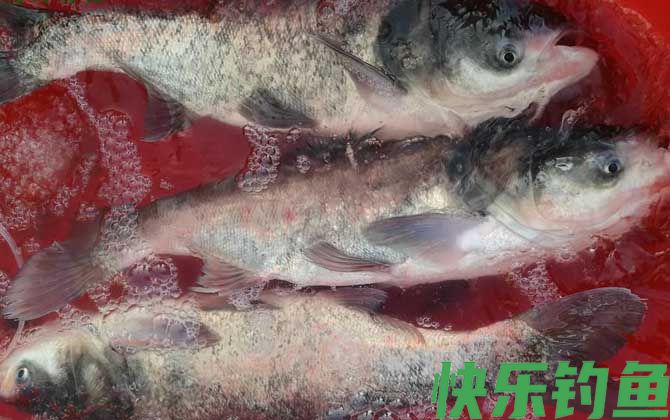 钓花鲢用什么饵料最好？(图4)