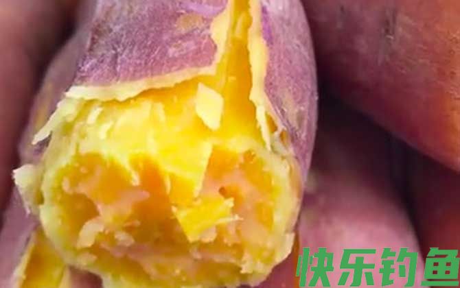 钓鱼用红薯一般蒸多久？(图2)