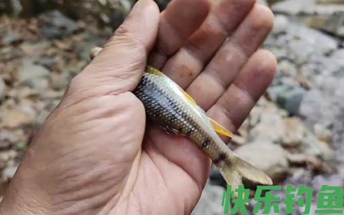 溪石斑用什么饵料钓比较好？(图3)