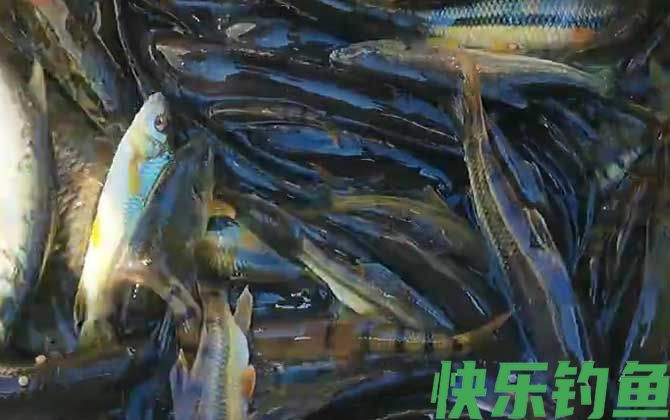 溪石斑用什么饵料钓比较好？(图2)