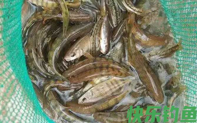 溪石斑用什么饵料钓比较好？(图4)