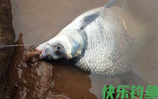 钓鳊鱼用什么商品饵料？(图4)