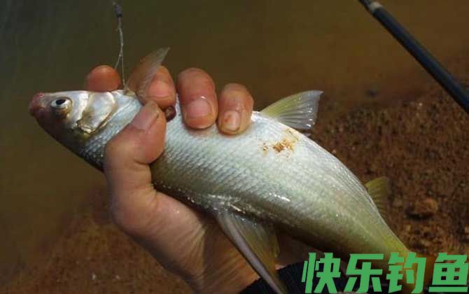 钓鳊鱼用什么商品饵料？(图2)