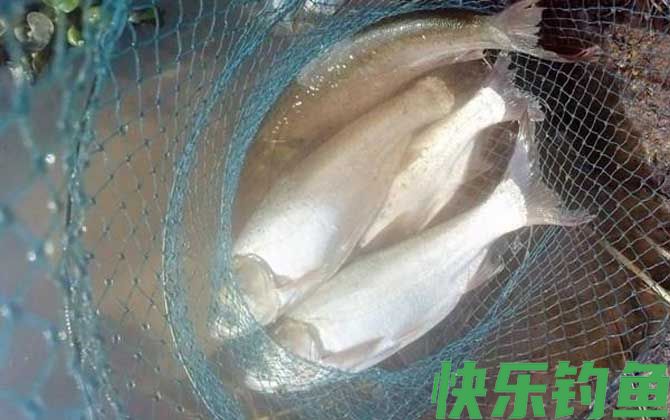 鲢鱼喜欢吃什么味型的饵料？(图2)