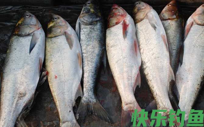 鲢鱼喜欢吃什么味型的饵料？(图5)
