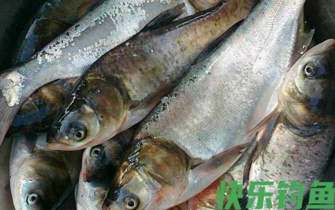鲢鱼喜欢吃什么味型的饵料？(图4)
