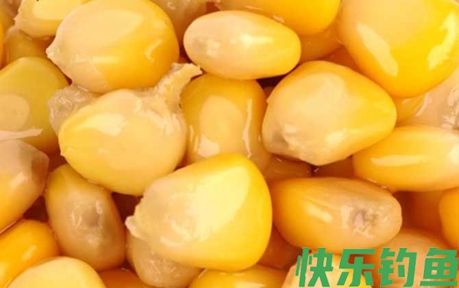 鲤鱼最爱吃三种饵料(图1)