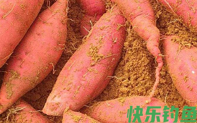 鲤鱼最爱吃三种饵料(图2)