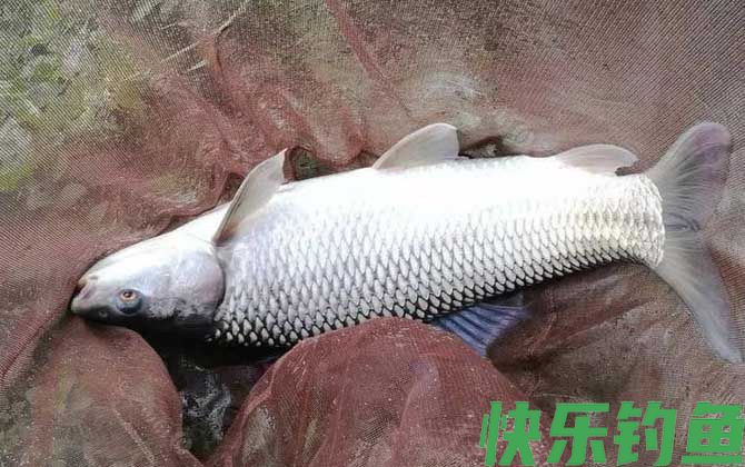 鲮鱼用什么饵料最好钓？(图3)