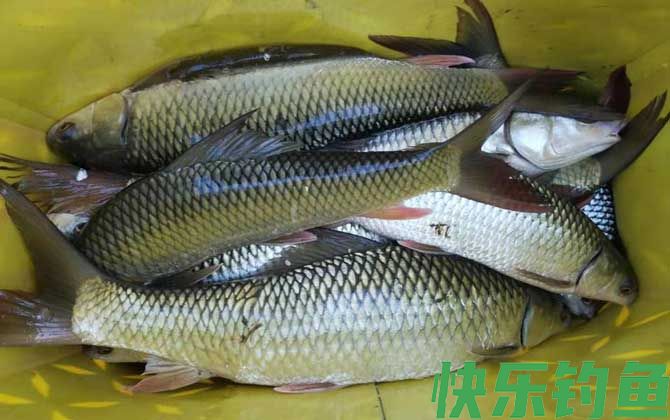 鲮鱼用什么饵料最好钓？(图2)