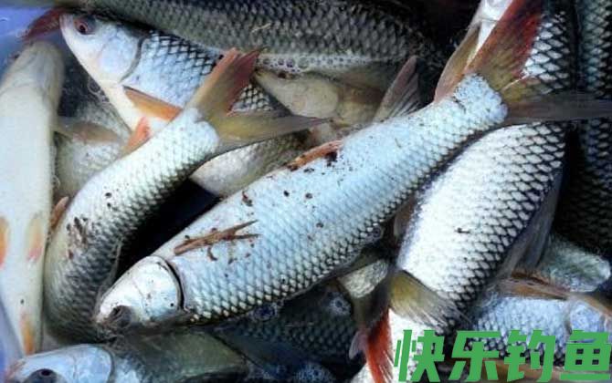 鲮鱼用什么饵料最好钓？(图4)