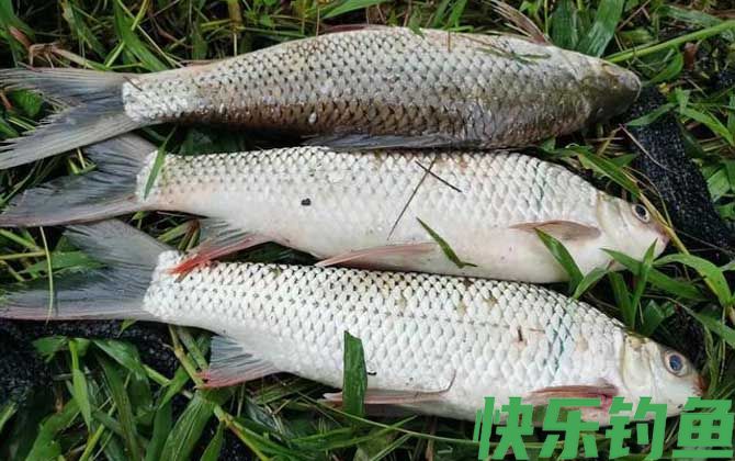 鲮鱼用什么饵料最好钓？(图5)