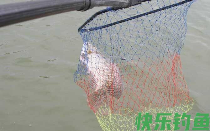 怎样用鸡肝钓罗非鱼？(图6)
