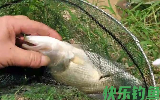 红虫可以钓鲈鱼吗？(图2)