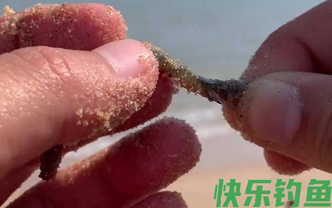 沙蚕钓鱼怎么挂钩才好？(图3)