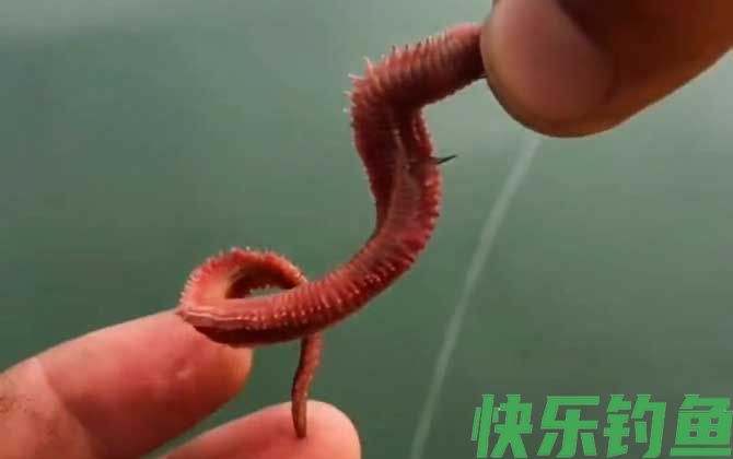 沙蚕钓鱼怎么挂钩才好？(图1)