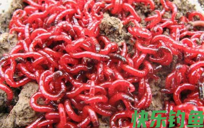 红虫会自己繁殖吗？(图1)