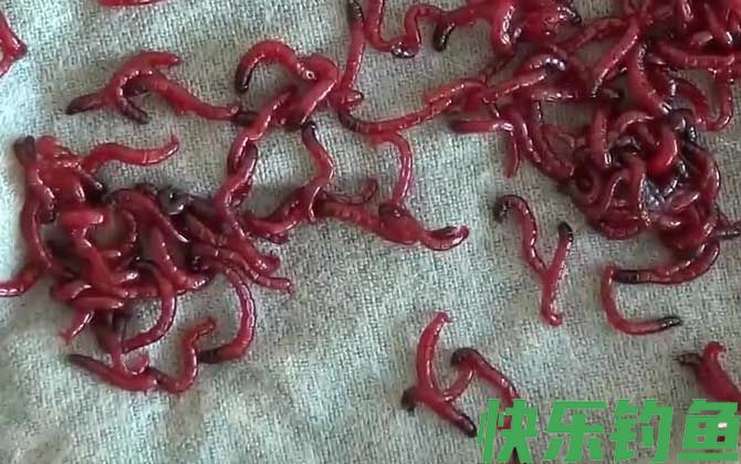 红虫会自己繁殖吗？(图4)