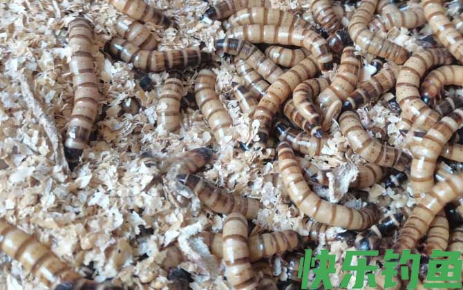 钓鱼为什么禁用面包虫？(图1)