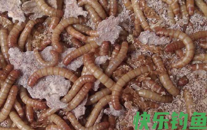 钓鱼为什么禁用面包虫？(图3)