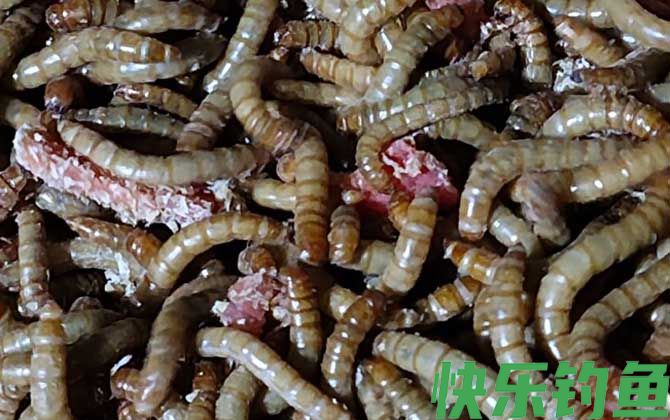 钓鱼为什么禁用面包虫？(图2)