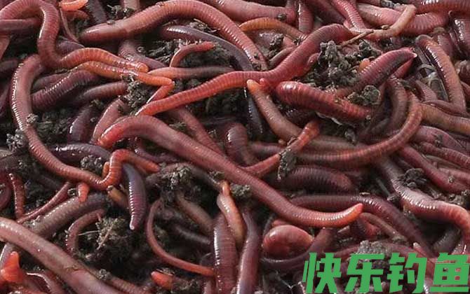 蚯蚓养殖用什么土好？(图3)