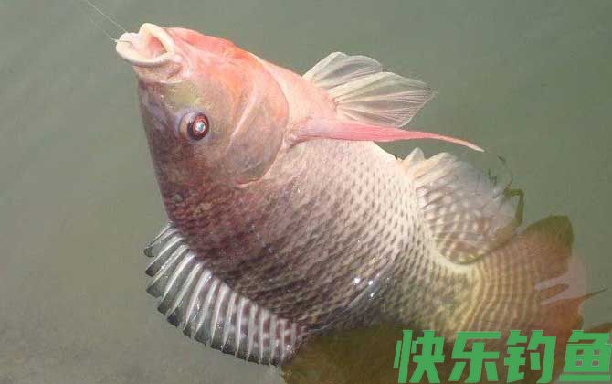 南方野钓罗非鱼饵料配方大全(图3)