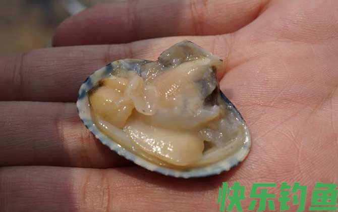 海钓用什么鱼饵？(图2)