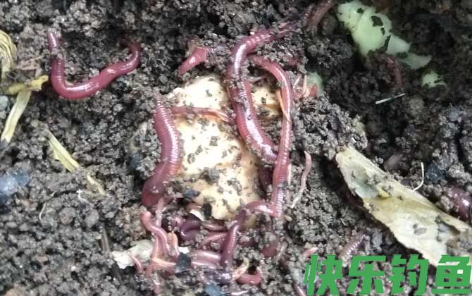 三月钓鱼用什么饵料最好？(图2)