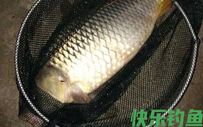 初春钓鲤鱼用什么饵料最好？(图2)