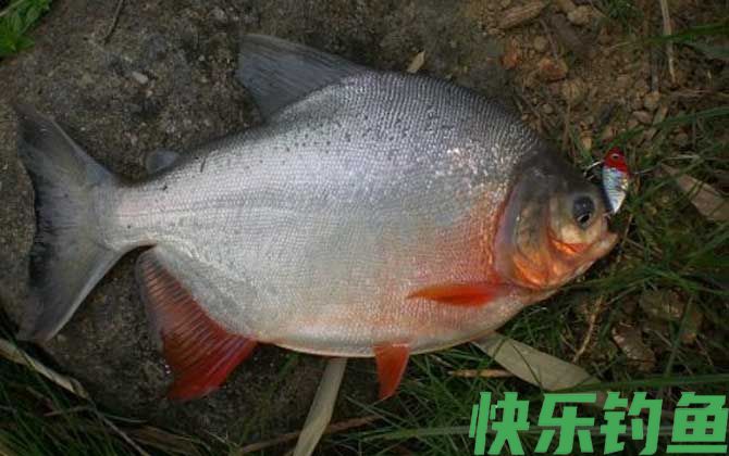 钓鲳鱼用什么打窝？(图1)