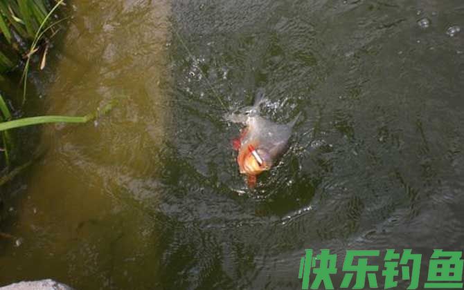 钓鲳鱼用什么打窝？(图3)