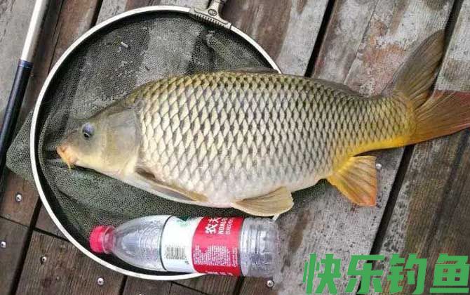 夏季钓鲤鱼的饵料配方大全(图1)