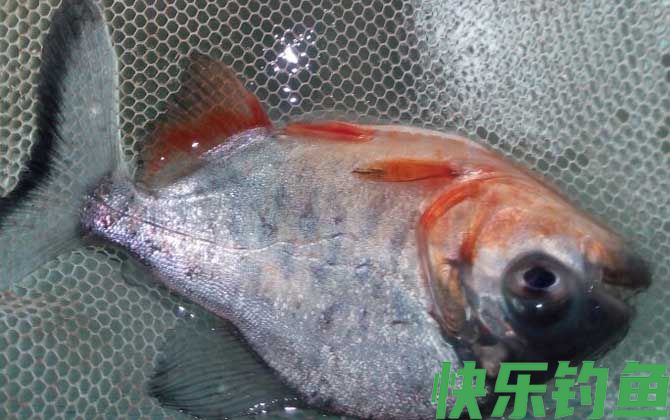 淡水红鲳鱼怎么钓最好？(图4)