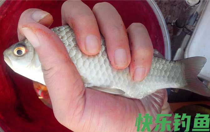 钓鲫鱼最深钓几米？(图1)
