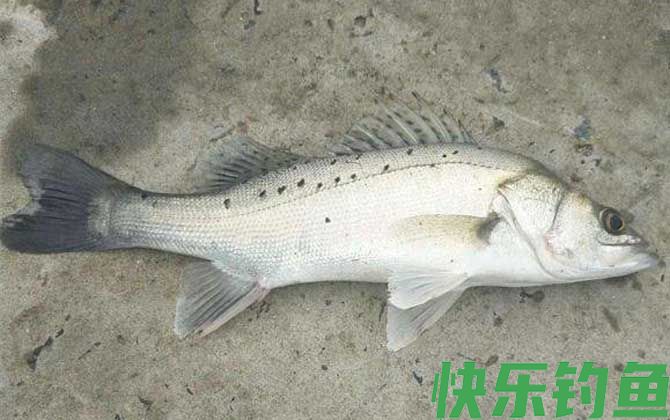 手竿钓鲈鱼的方法和技巧(图3)