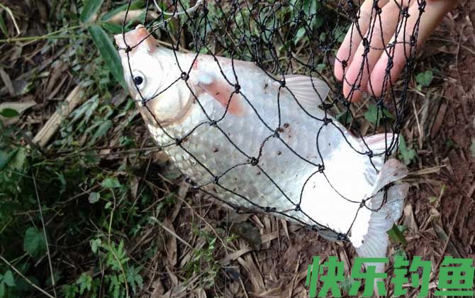 野钓鲫鱼不开口怎么办？(图3)