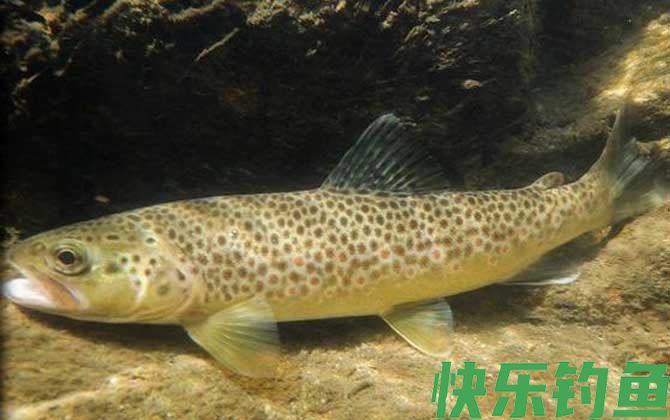 虹鳟鱼的钓法和技巧(图4)