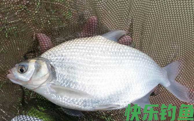 野钓鳊鱼技巧及注意事项(图1)