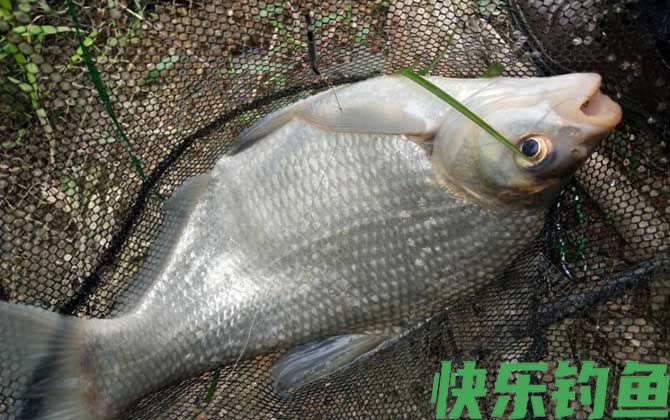 野钓鳊鱼技巧及注意事项(图5)