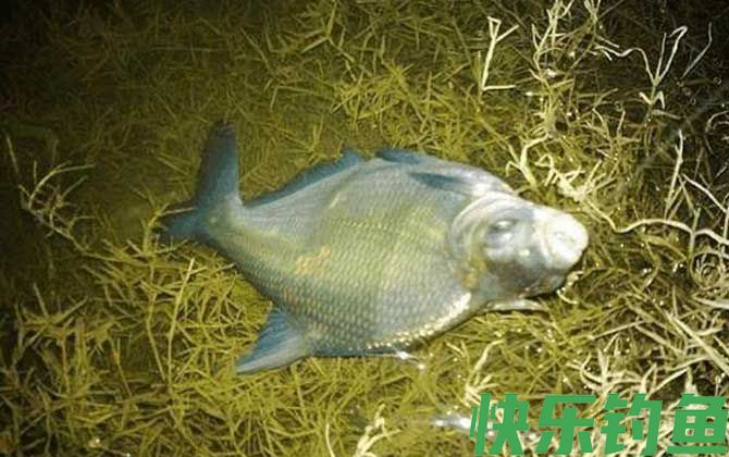 野钓鳊鱼技巧及注意事项(图4)