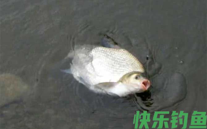 野钓鳊鱼技巧及注意事项(图7)