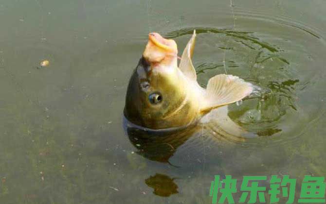钓鲤鱼什么时候提竿？(图3)