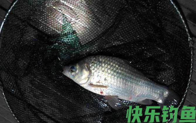 夜钓提前多久打窝最佳？(图2)