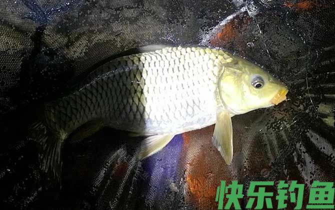 夜钓提前多久打窝最佳？(图3)