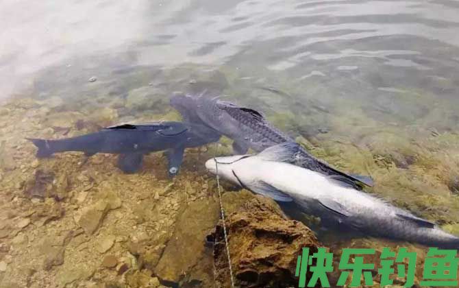 钓青鱼正确挂螺蛳方法(图4)
